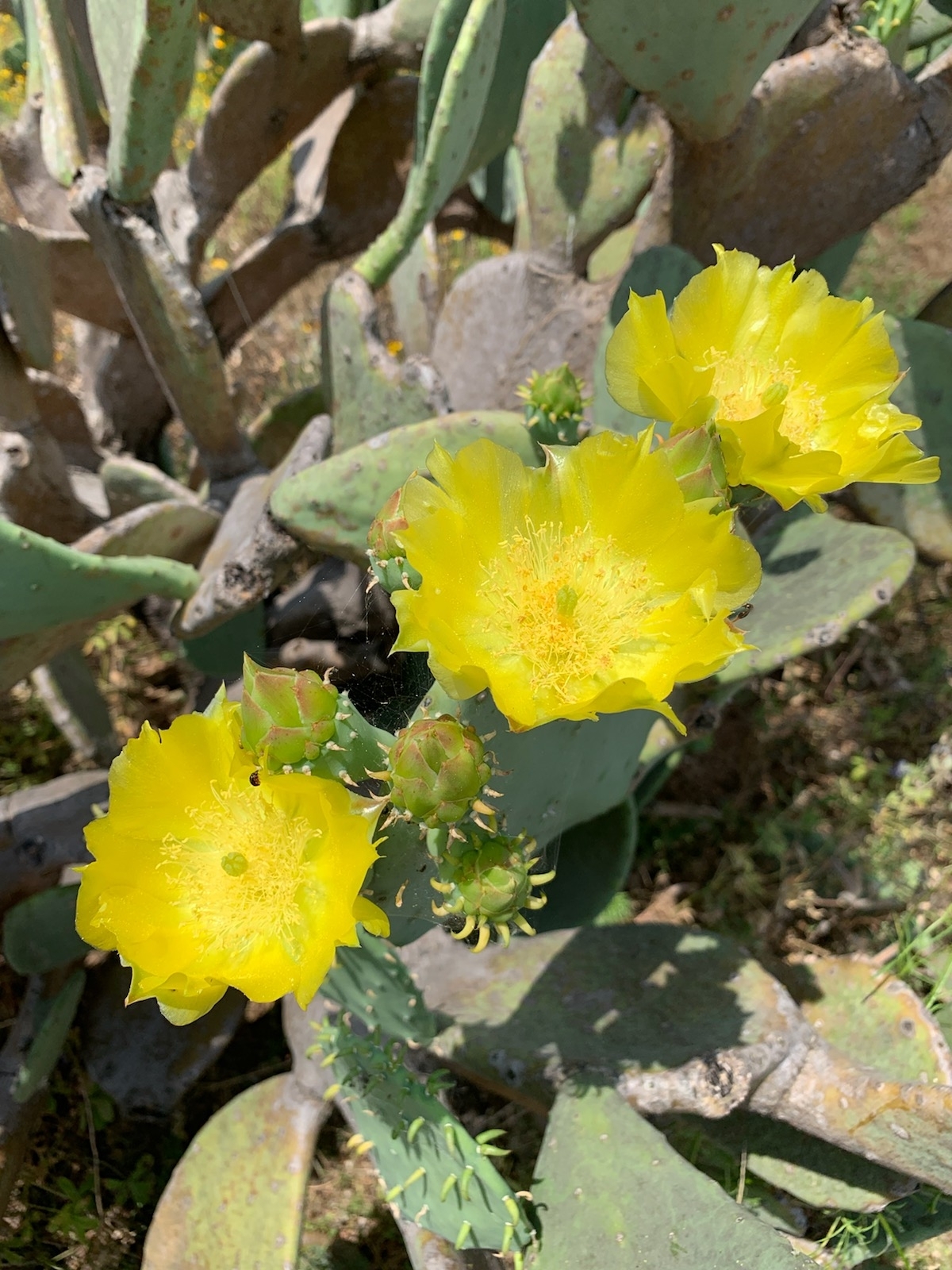 Yellow Prickly Pear Cactus Flowers picture for the website from Jeff Looney 10 13 2020
