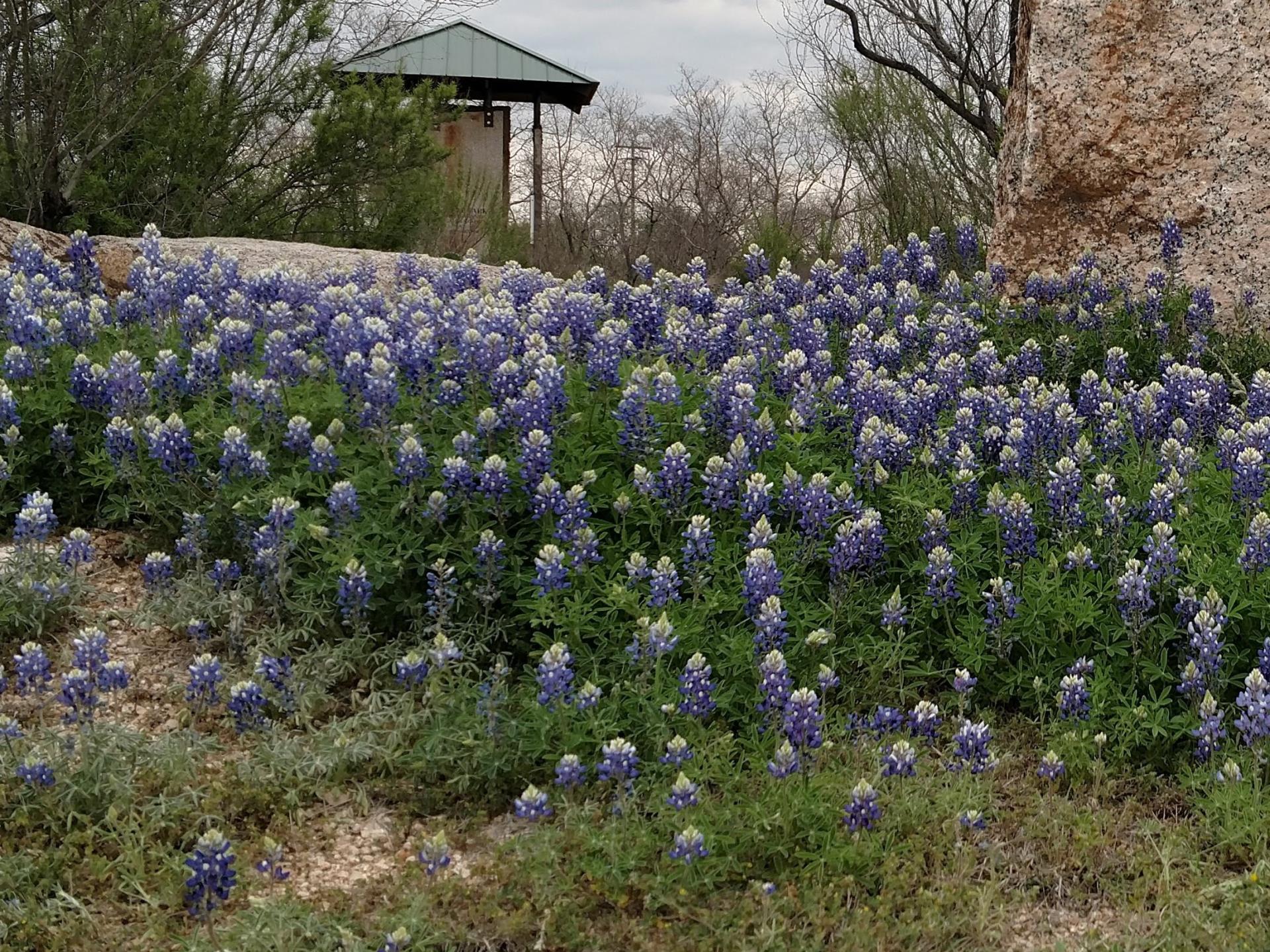 cropped Bluebonnets a piece of granite and the Interpretive Center in the background March 2019