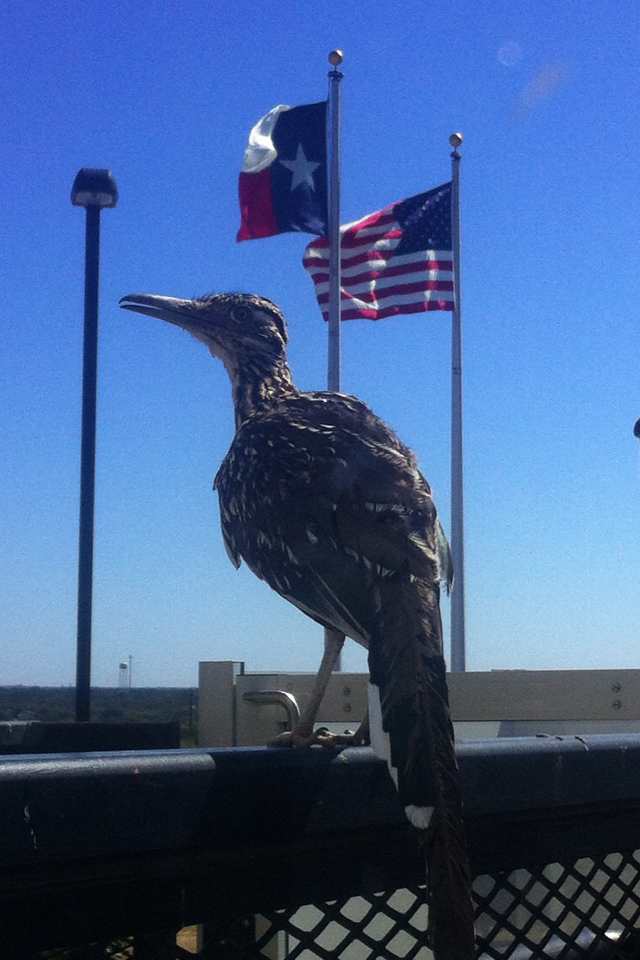 Roadrunner perched on handrail at City Hall